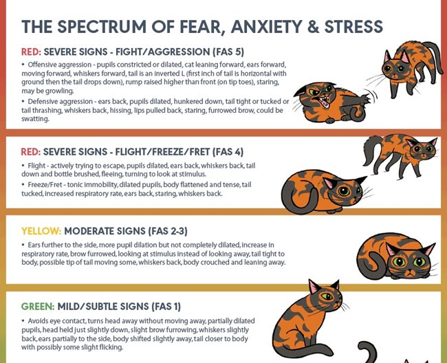 Feline Annual Physical Questionnaire - Watzin Veterinary Clinic